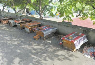 小区藏17箱蜜蜂 当事人不愿搬走蜂箱建议居民关窗