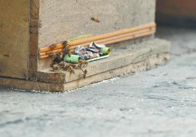 小区藏17箱蜜蜂 当事人不愿搬走蜂箱建议居民关窗