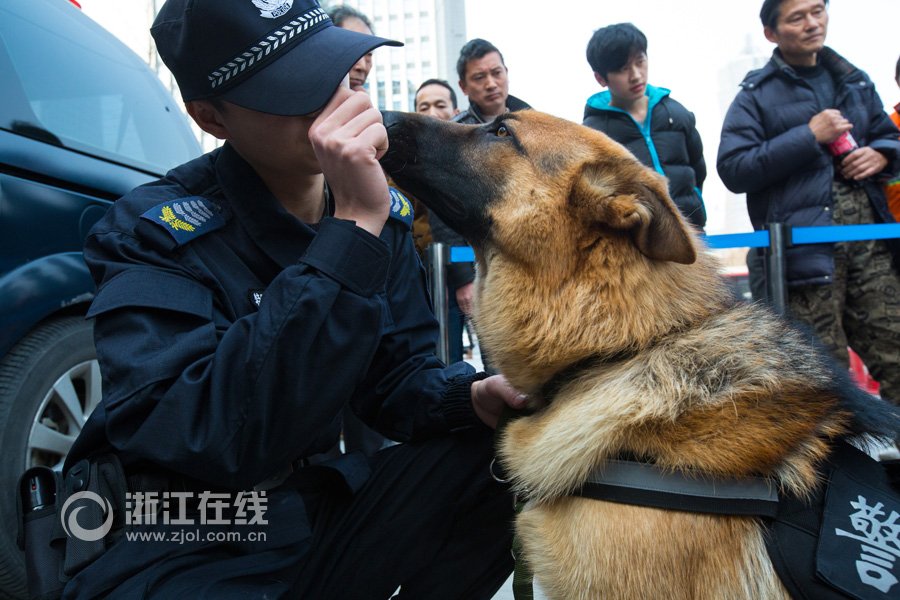 警犬“高富帅”待遇好 工作2小时奖励牛肉鱼肝油