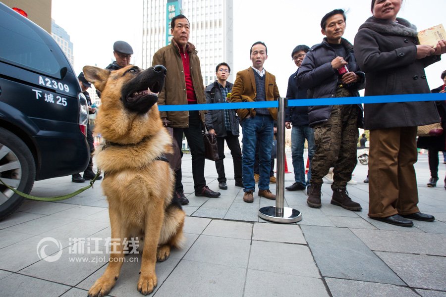 警犬“高富帅”待遇好 工作2小时奖励牛肉鱼肝油
