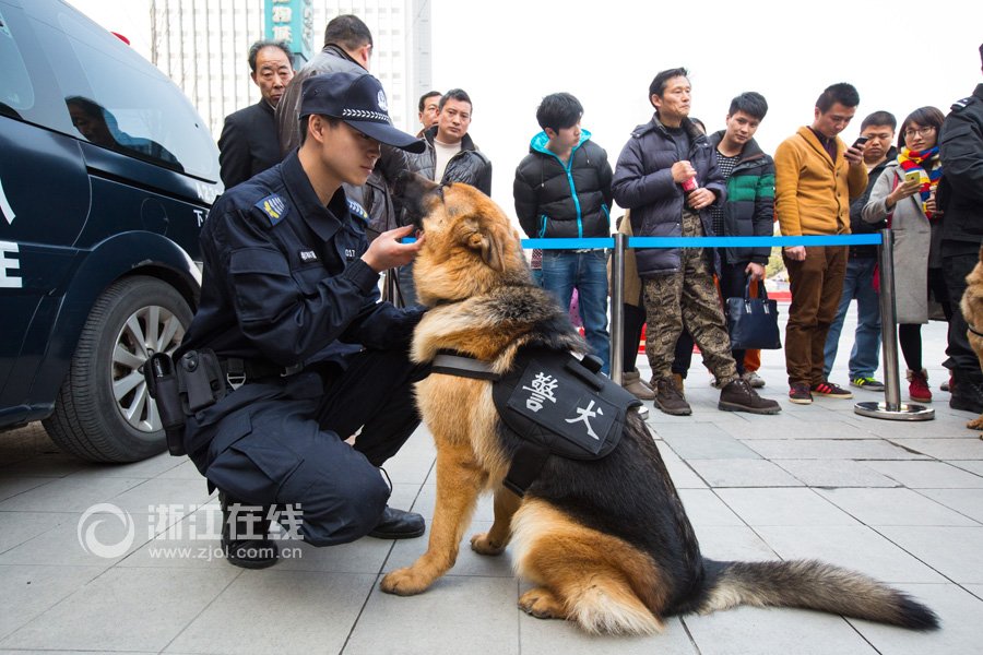 警犬“高富帅”待遇好 工作2小时奖励牛肉鱼肝油