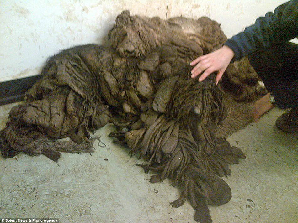 英国最脏流浪狗：洗洗剪剪还是一条好狗