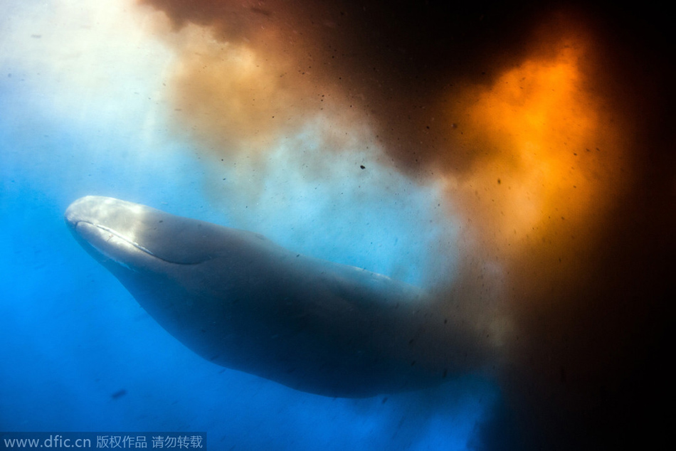 抹香鲸自卫 用排泄物“攻击”潜水员