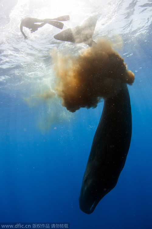 抹香鲸自卫 用排泄物“攻击”潜水员
