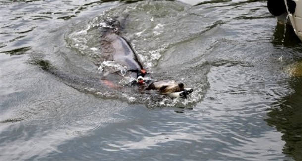 美军训练海狮帮助排除水雷及反蛙人