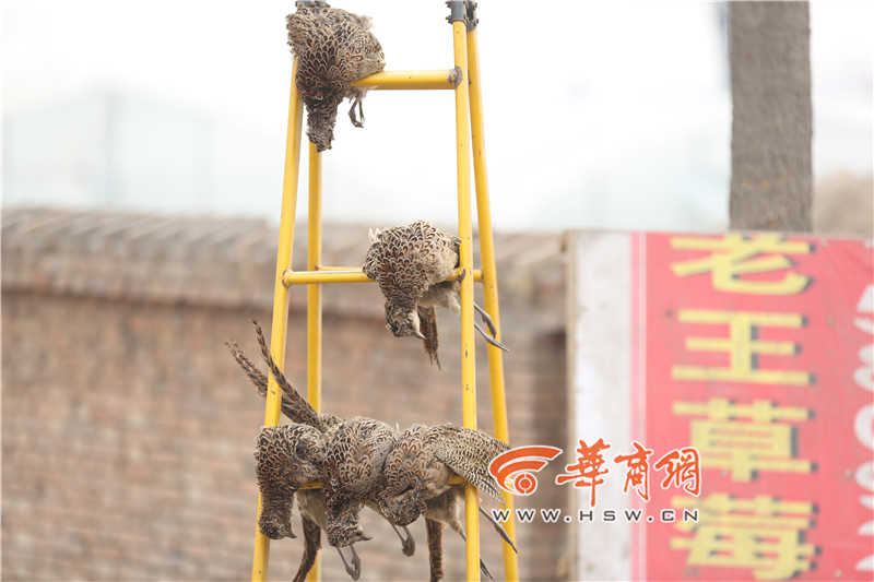 西安：商贩在路边公然卖野兔野鸡
