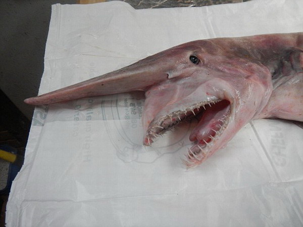 澳大利亚父子捕获史前剑吻鲨 被称海底“吸血鬼”