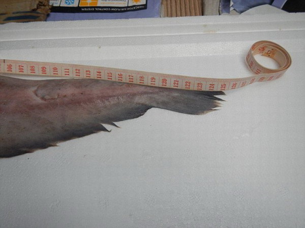 澳大利亚父子捕获史前剑吻鲨 被称海底“吸血鬼”