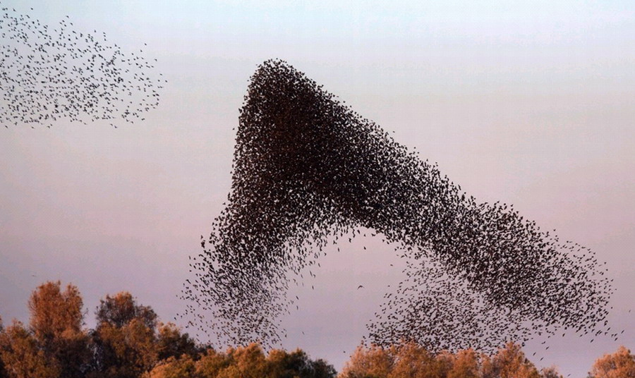 以色列灰椋鸟空中群舞 场面壮观