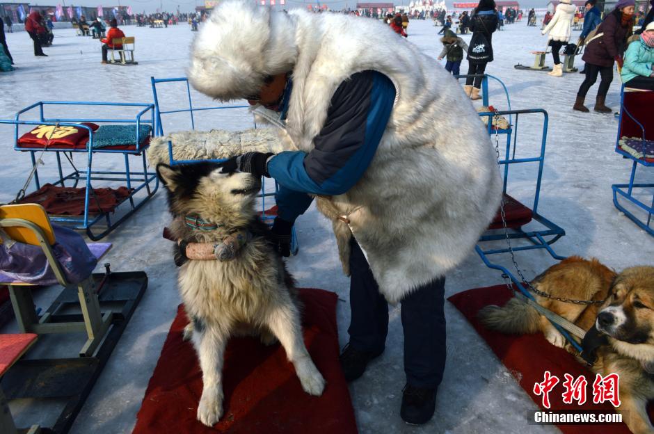 哈尔滨冰雪景区回应“狗拉雪橇”致狗死亡传闻