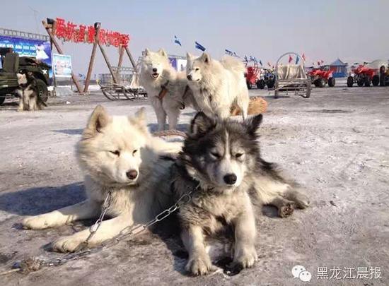 哈尔滨冰雪景区回应“狗拉雪橇”致狗死亡传闻