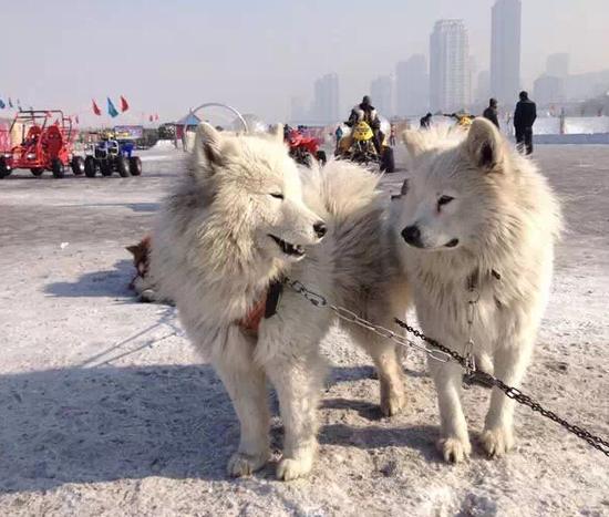 哈尔滨冰雪景区回应“狗拉雪橇”致狗死亡传闻