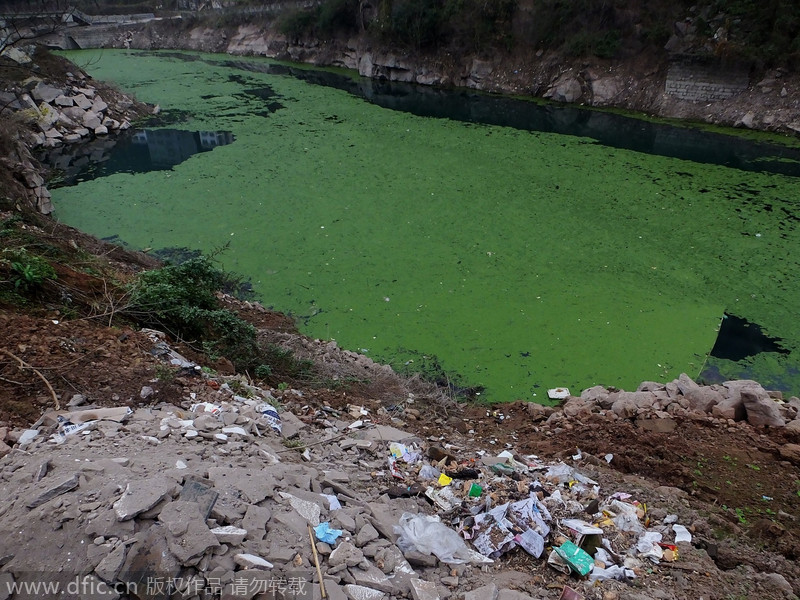 重庆云阳：长江支流水质污染严重如绿色油漆 