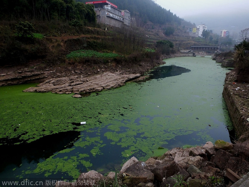 重庆云阳：长江支流水质污染严重如绿色油漆 