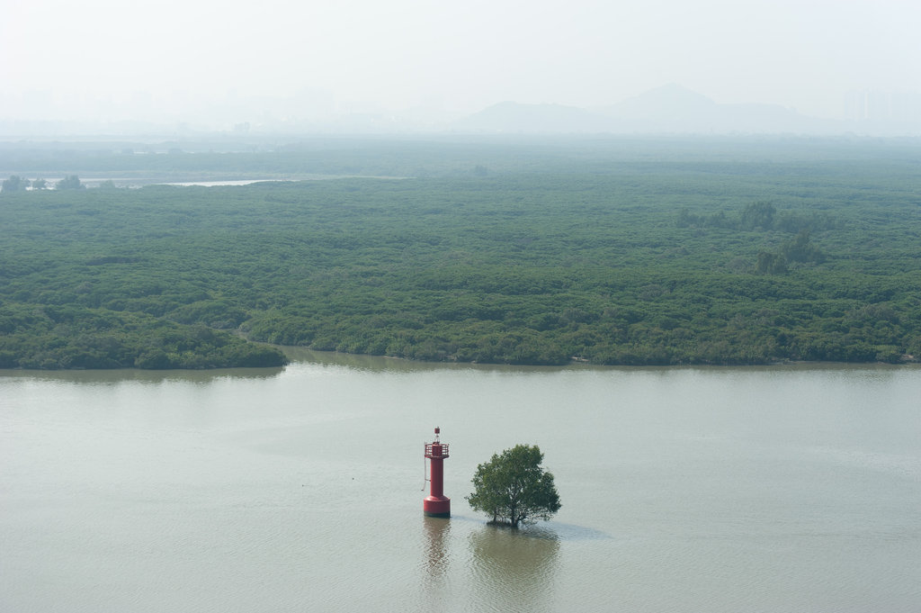 深圳：因城市开发而被破坏的湿地