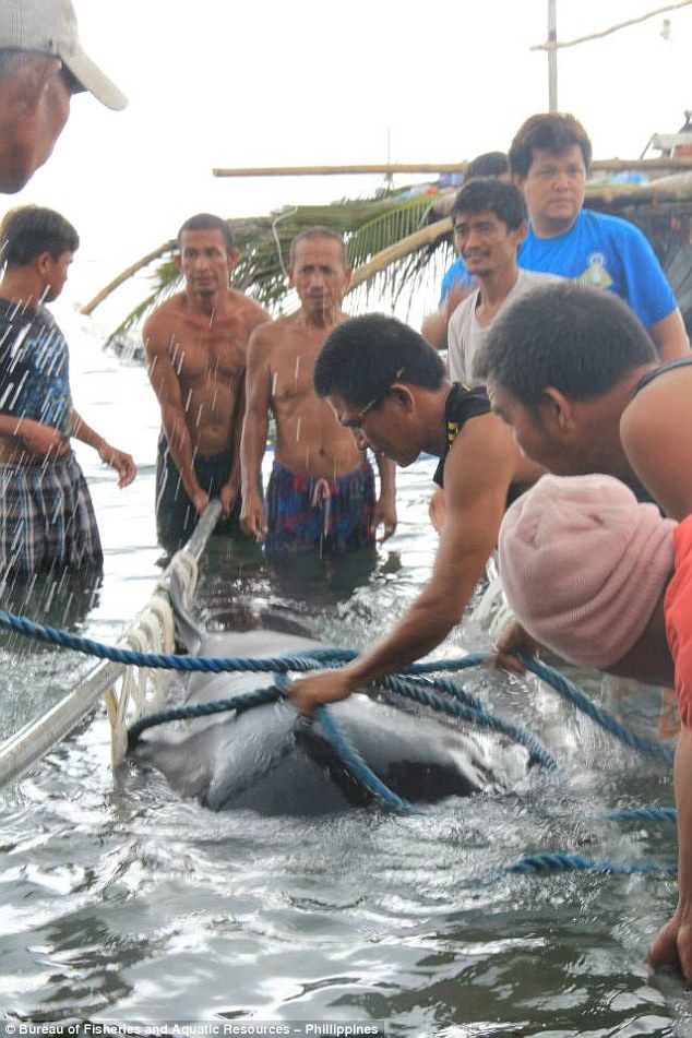 菲律宾海滩惊现罕见“无齿鲨”