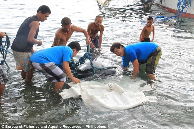菲律宾海滩惊现罕见“无齿鲨”