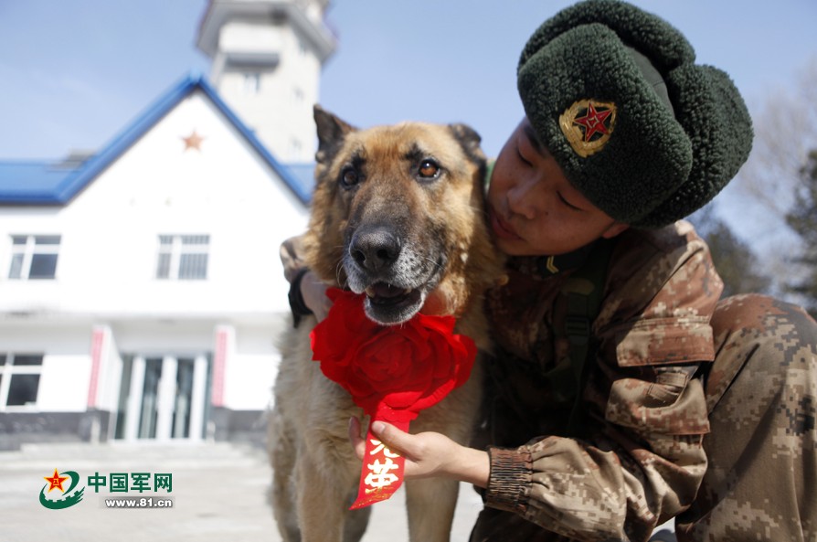 图片故事：战斗中的军犬