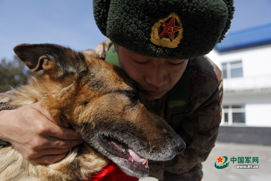图片故事：战斗中的军犬