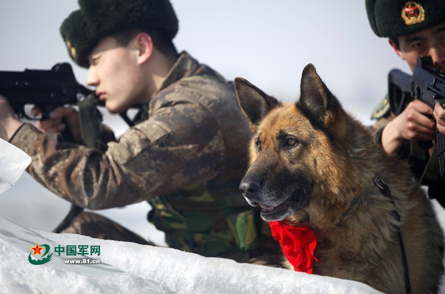 图片故事：战斗中的军犬