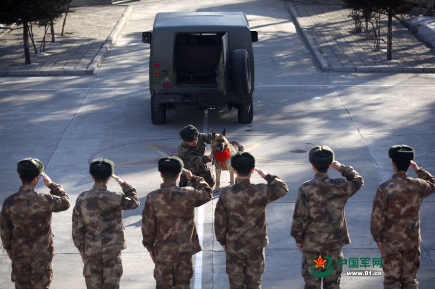 图片故事：战斗中的军犬