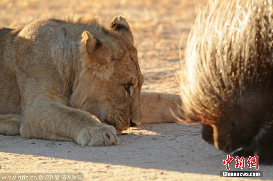南非沙漠现豪猪大战狮群 遭七头雄狮围捕