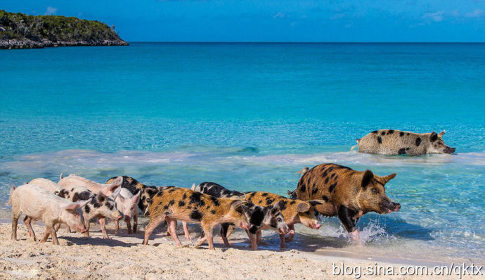 巴哈马群岛幸福的游泳猪