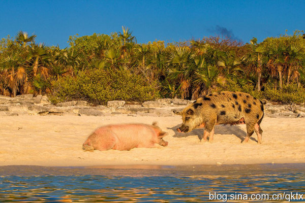 巴哈马群岛幸福的游泳猪