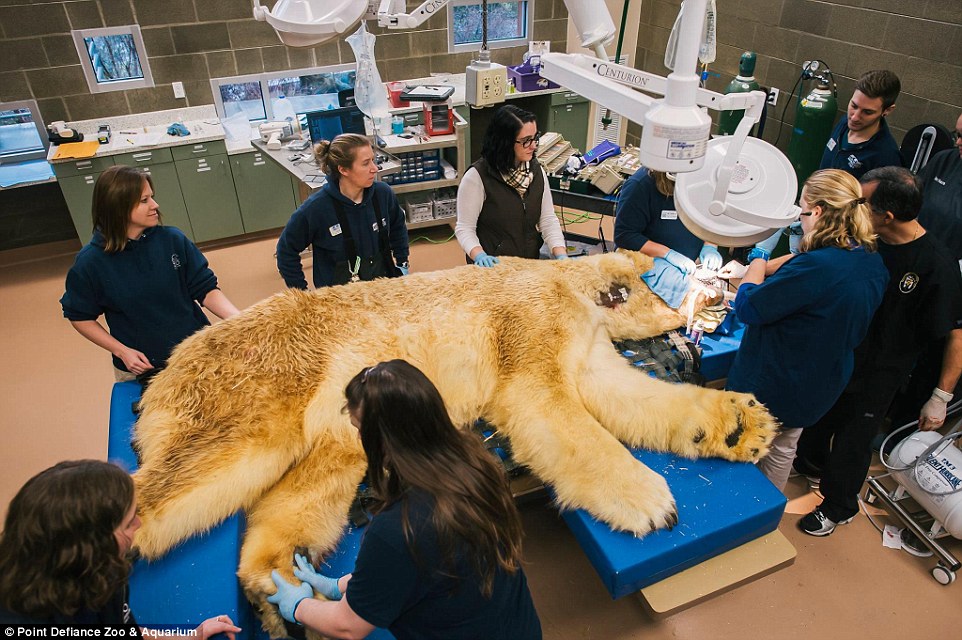 美国华盛顿动物园北极熊“拔牙记”