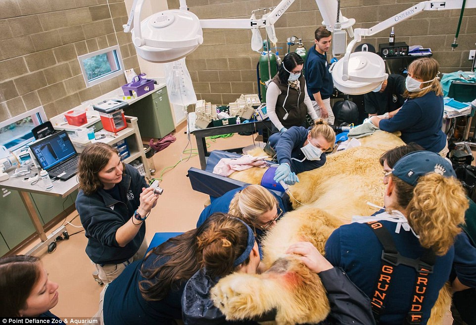 美国华盛顿动物园北极熊“拔牙记”