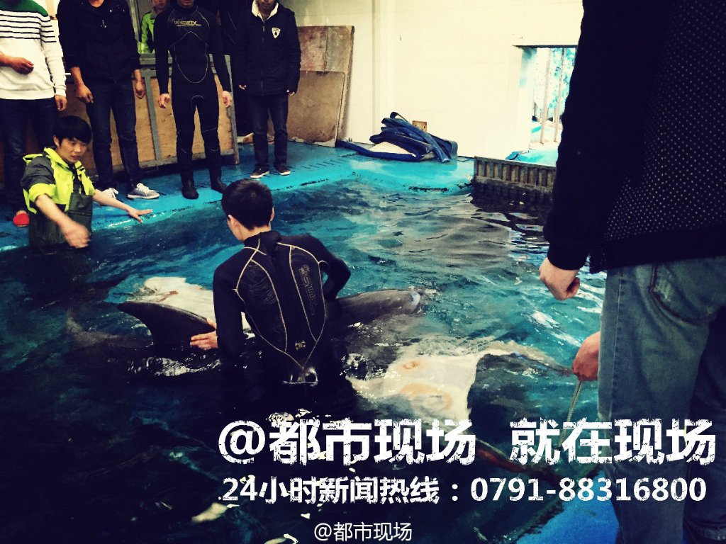 南昌动物园 海豚喉部发现钢丝球