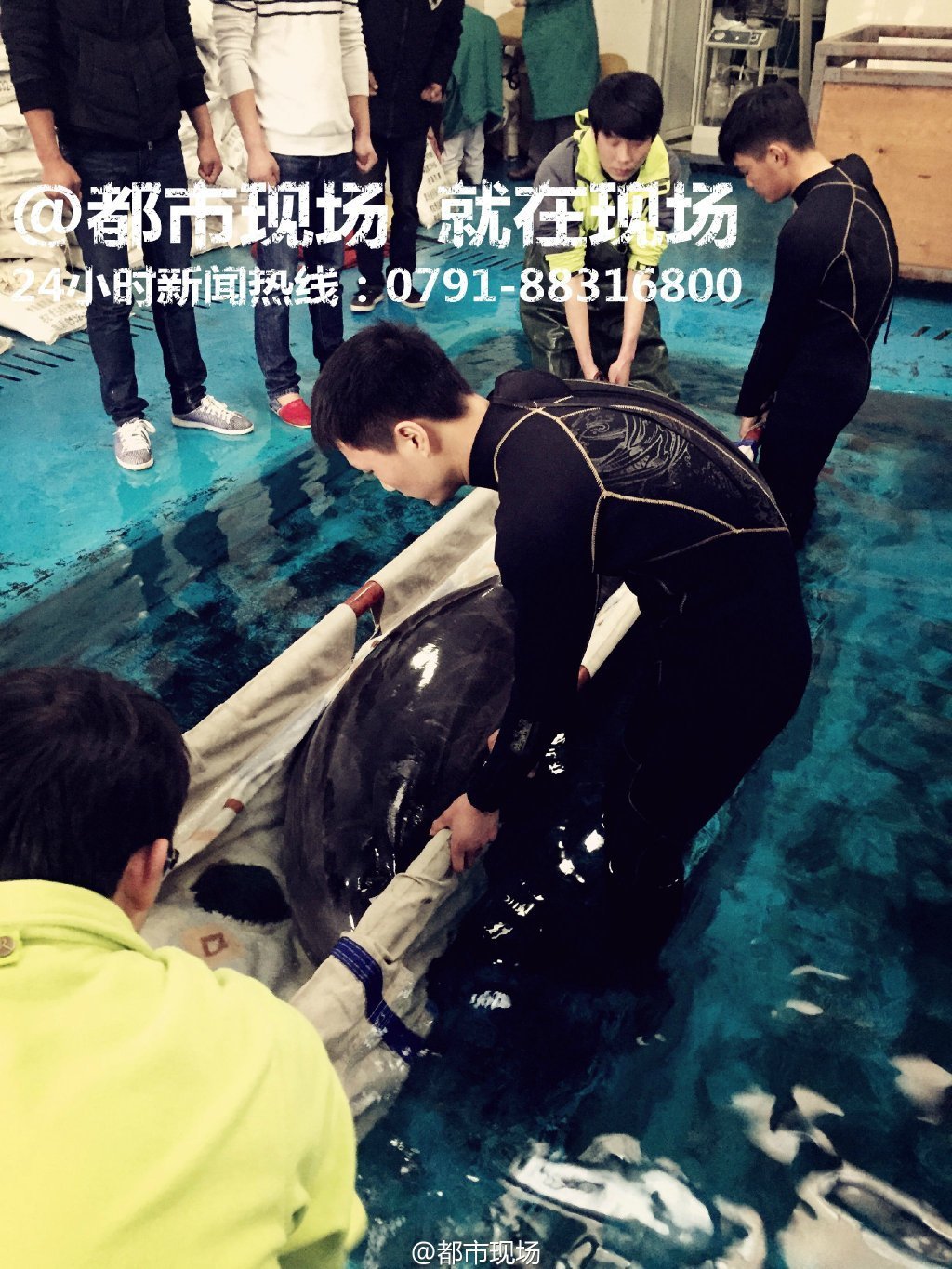 南昌动物园 海豚喉部发现钢丝球