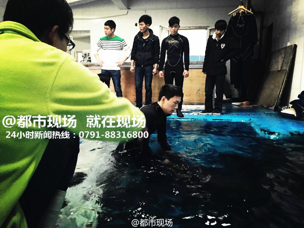 南昌动物园 海豚喉部发现钢丝球