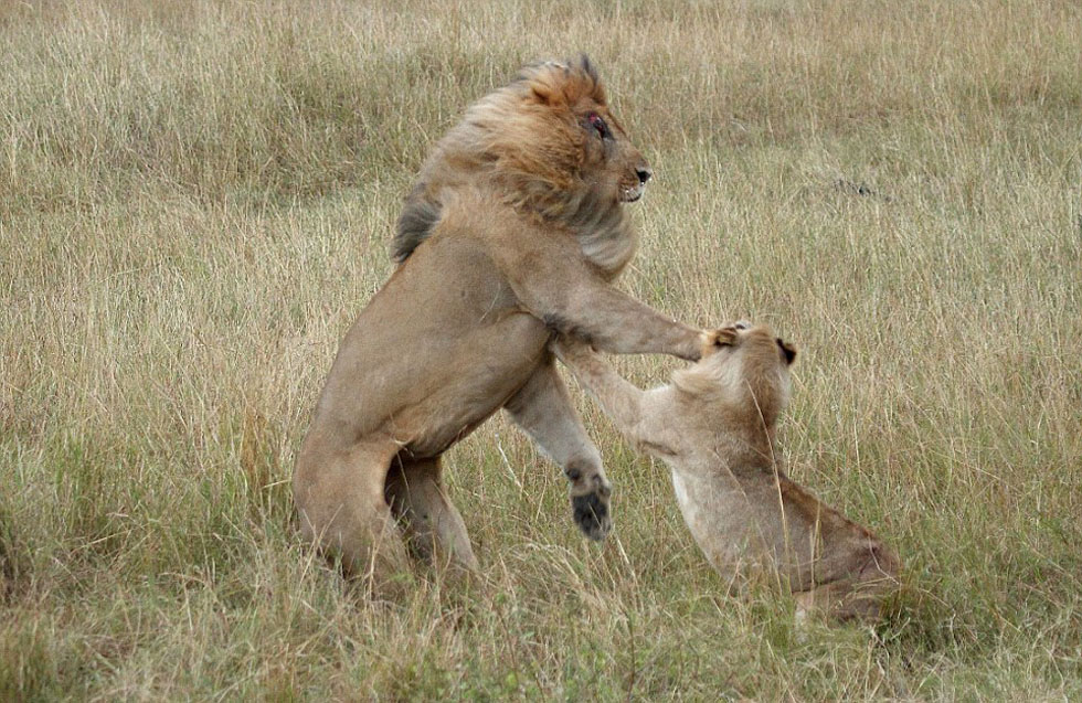 非洲母狮为夺食暴打公狮 将其眼睛抓伤
