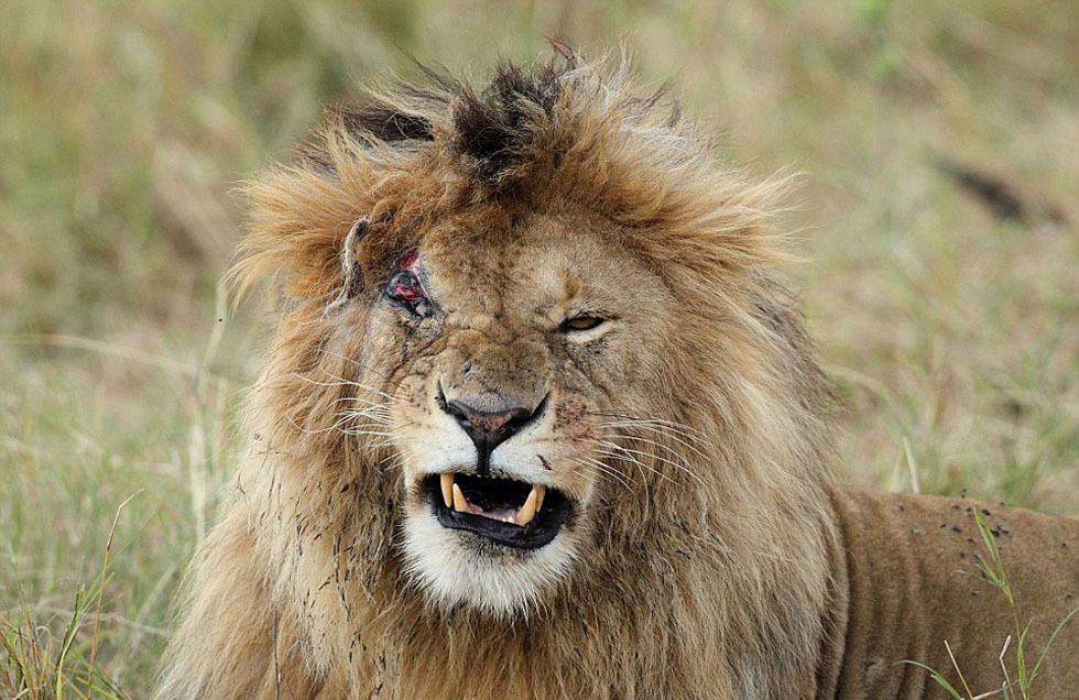非洲母狮为夺食暴打公狮 将其眼睛抓伤