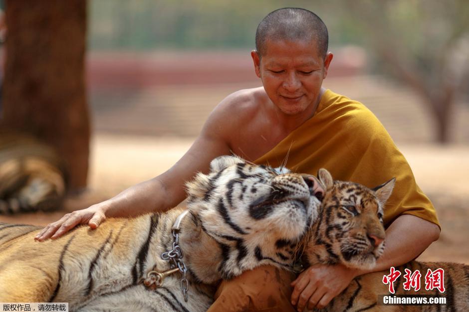 泰国僧侣与老虎亲密接触尽显和谐
