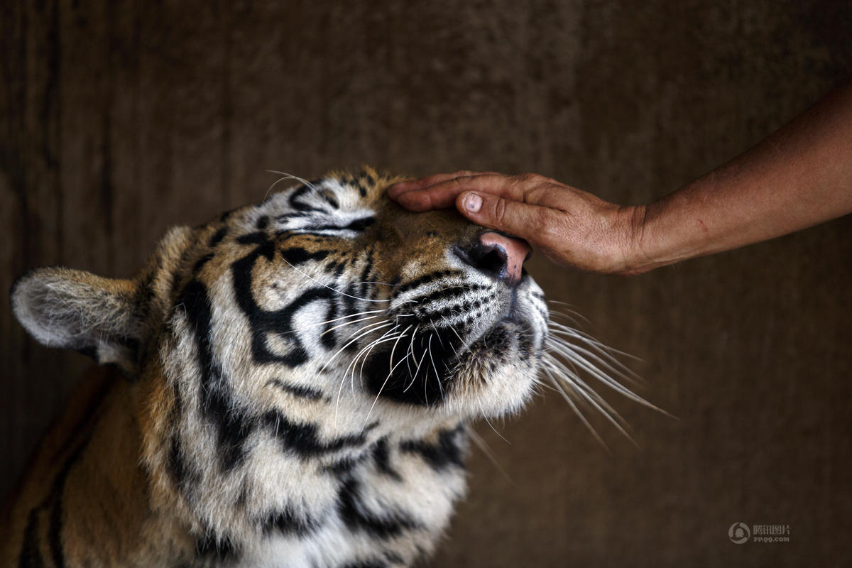 泰国老虎庙涉嫌非法饲养老虎遭调查