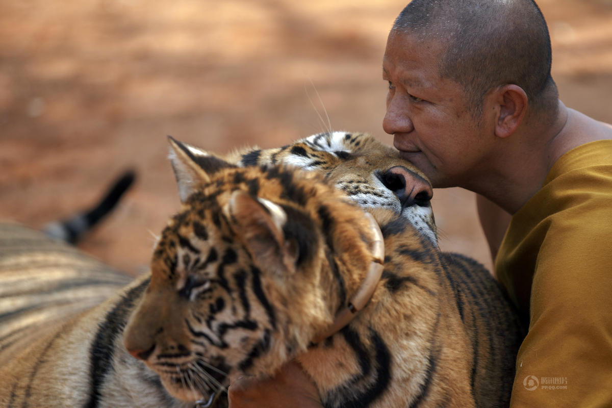 泰国老虎庙涉嫌非法饲养老虎遭调查