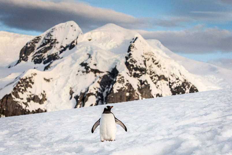 摄影师拍南极罕见透明冰山