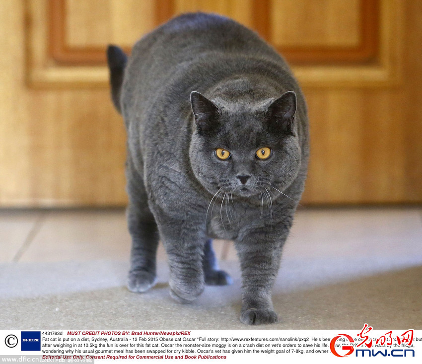 大胃王肥猫超重被迫节食减肥