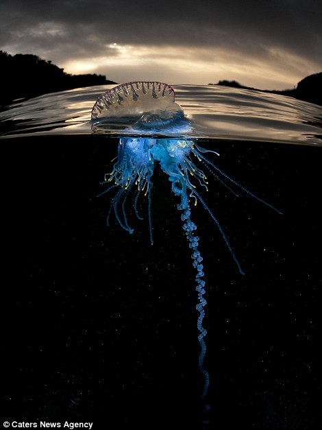 摄影师不惧危险拍摄夜色下水母神秘光彩
