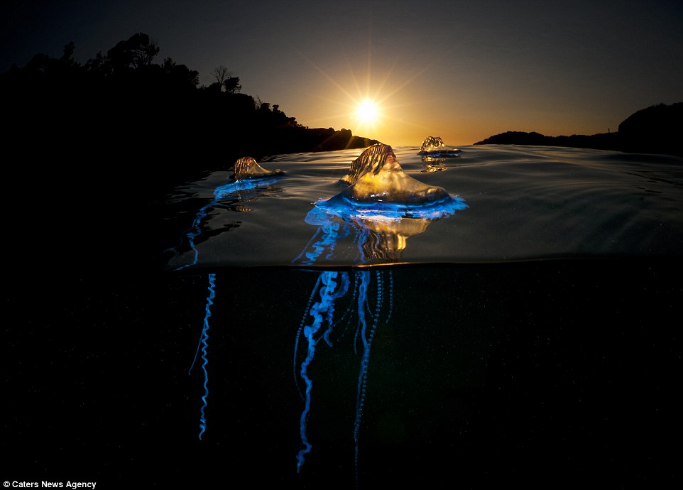 摄影师不惧危险拍摄夜色下水母神秘光彩