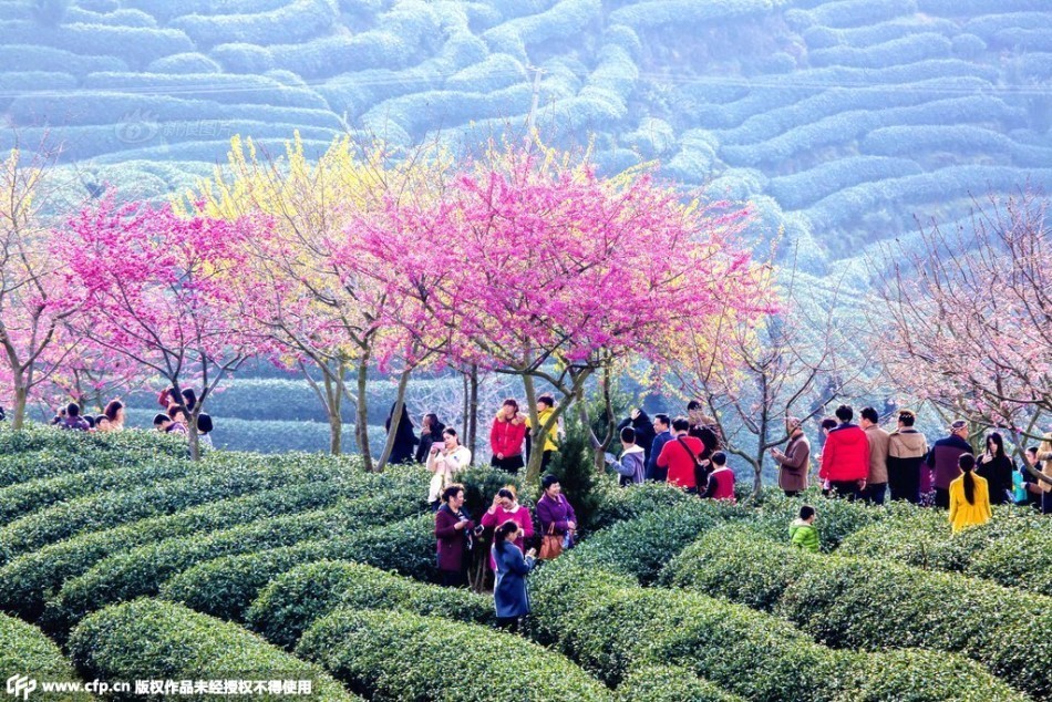 福建漳平十万株樱花怒放 景色如画