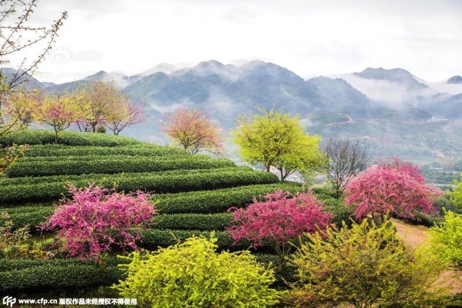 福建漳平十万株樱花怒放 景色如画