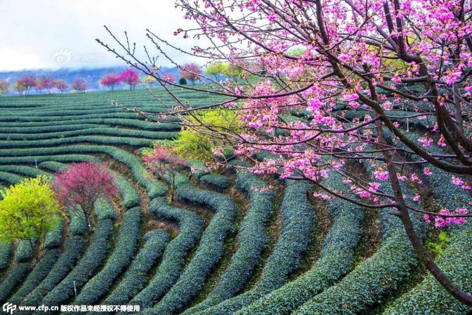 福建漳平十万株樱花怒放 景色如画