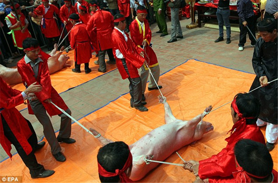 越南活猪拦腰砍断祈求新年好运