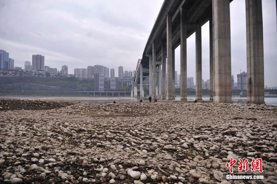 长江重庆段水位下降 市民河床上垂钓