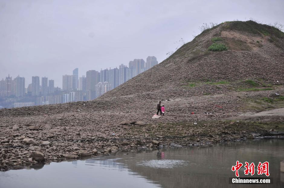 长江重庆段水位下降 市民河床上垂钓