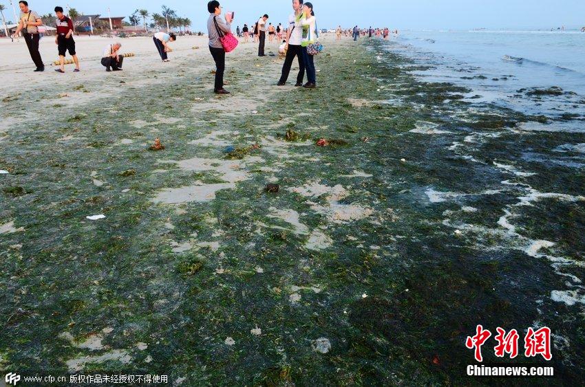 广西北海大量浒苔侵袭 银滩变成“绿滩”