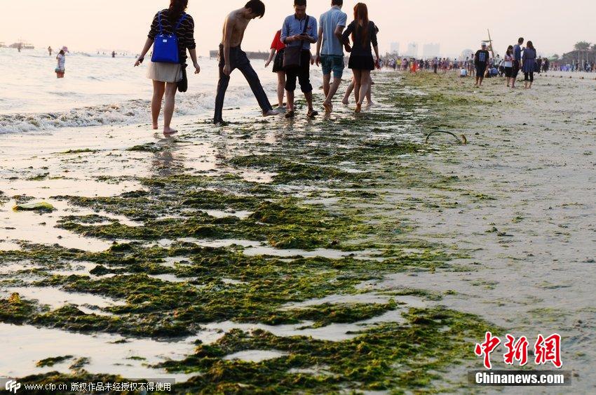 广西北海大量浒苔侵袭 银滩变成“绿滩”